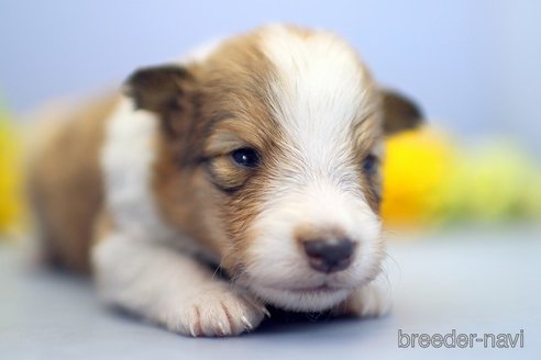 成約済の埼玉県のシェットランドシープドッグ(シェルティ)-249127の5枚目