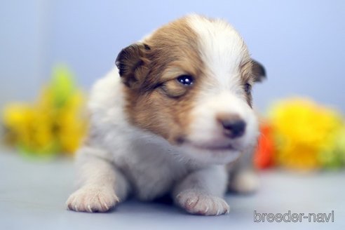 成約済の埼玉県のシェットランドシープドッグ(シェルティ)-249127の4枚目