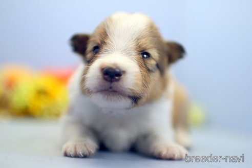 成約済の埼玉県のシェットランドシープドッグ(シェルティ)-249127の3枚目