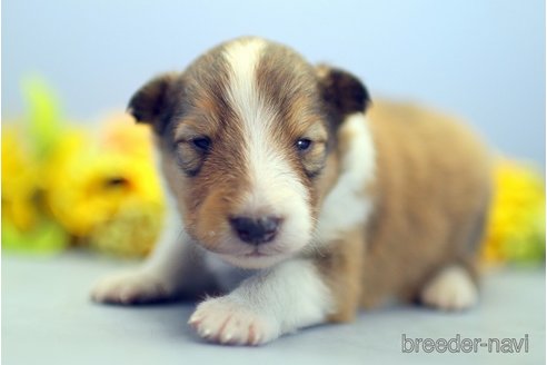 成約済の埼玉県のシェットランドシープドッグ(シェルティ)-249128