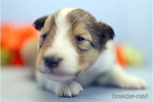 成約済の埼玉県のシェットランドシープドッグ(シェルティ)-249128の5枚目