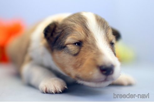 成約済の埼玉県のシェットランドシープドッグ(シェルティ)-249128の4枚目