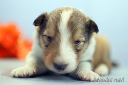 成約済の埼玉県のシェットランドシープドッグ(シェルティ)-249128の3枚目