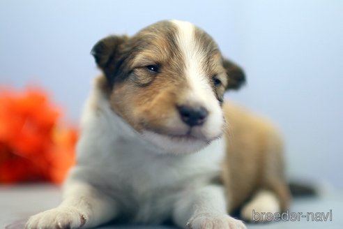 成約済の埼玉県のシェットランドシープドッグ(シェルティ)-249128の2枚目