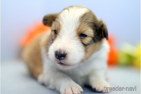 成約済の埼玉県のシェットランドシープドッグ(シェルティ)-249130