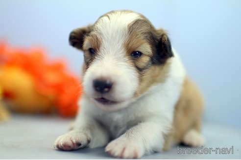 成約済の埼玉県のシェットランドシープドッグ(シェルティ)-249130の5枚目