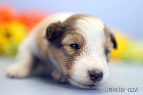 成約済の埼玉県のシェットランドシープドッグ(シェルティ)-249130の4枚目