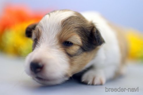 成約済の埼玉県のシェットランドシープドッグ(シェルティ)-249130の3枚目