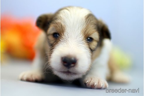 成約済の埼玉県のシェットランドシープドッグ(シェルティ)-249130の2枚目