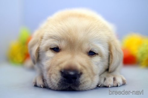 成約済の埼玉県のラブラドールレトリーバー-249131の1枚目