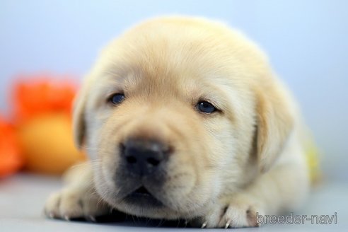 成約済の埼玉県のラブラドールレトリーバー-249131の5枚目