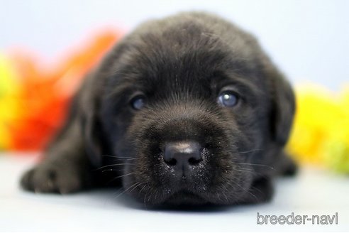 成約済の埼玉県のラブラドールレトリーバー-249133の1枚目