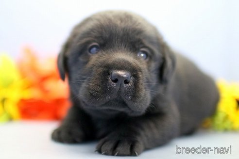 成約済の埼玉県のラブラドールレトリーバー-249133の4枚目