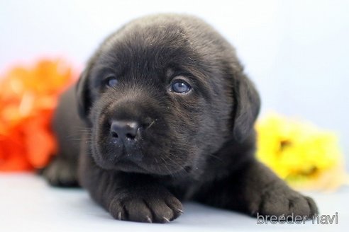 成約済の埼玉県のラブラドールレトリーバー-249133の3枚目