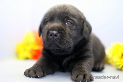 成約済の埼玉県のラブラドールレトリーバー-249133の2枚目