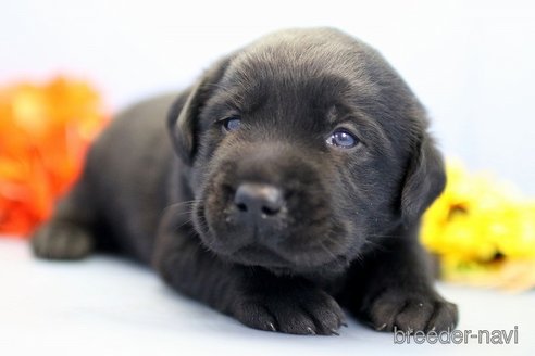 成約済の埼玉県のラブラドールレトリーバー-249134の1枚目