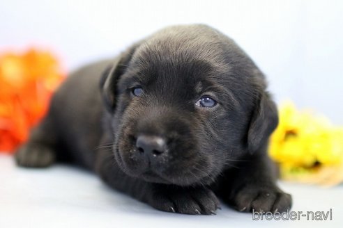 成約済の埼玉県のラブラドールレトリーバー-249134の5枚目