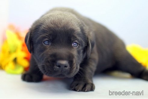 成約済の埼玉県のラブラドールレトリーバー-249134の3枚目