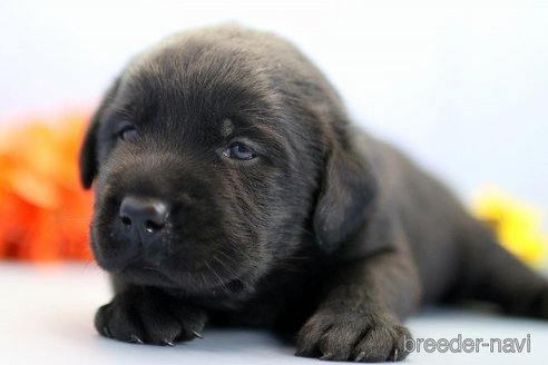 成約済の埼玉県のラブラドールレトリーバー-249134の2枚目