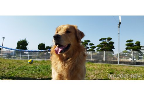 成約済の兵庫県のゴールデンレトリーバー-249167