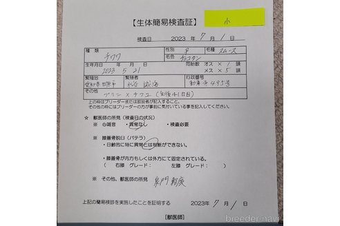 成約済の愛知県のチワワ(スムースコート)-246633の8枚目