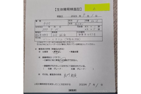 成約済の愛知県のチワワ(スムースコート)-246633の7枚目