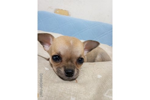 成約済の大分県のチワワ(スムースコート)-246041の1枚目