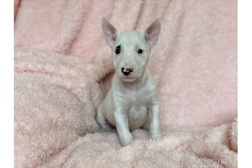 成約済の三重県のミニチュアブルテリア-246262の9枚目