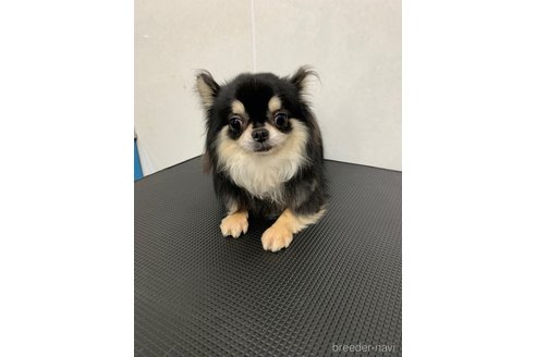 ダンディーくん1枚目