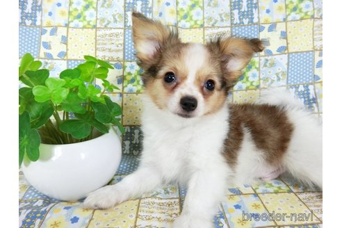 成約済の千葉県のミックス犬-242567の4枚目