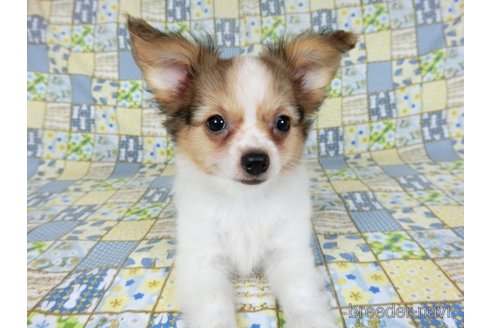 成約済の千葉県のミックス犬-242567の2枚目
