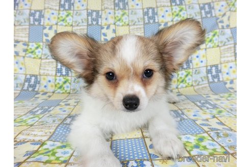 成約済の千葉県のミックス犬-242569の4枚目