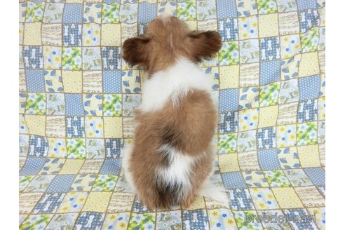 成約済の千葉県のミックス犬-242569の2枚目