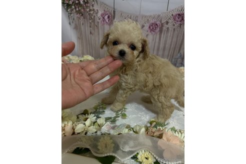 成約済の島根県のティーカッププードル-246890の2枚目