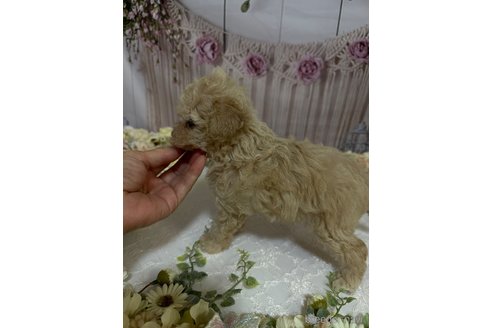 成約済の島根県のティーカッププードル-246890の3枚目