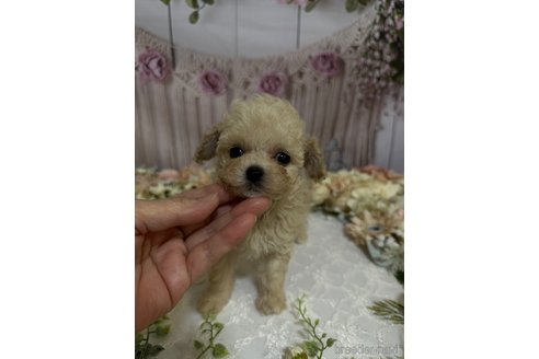 成約済の島根県のティーカッププードル-246890の4枚目