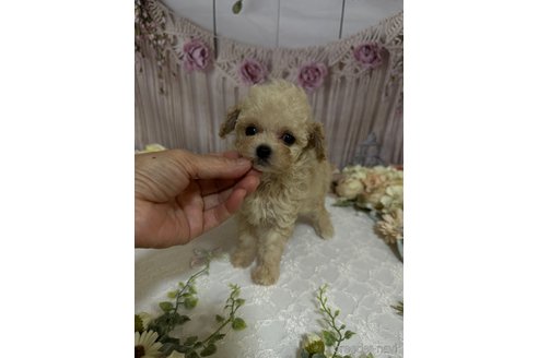 成約済の島根県のティーカッププードル-246890の5枚目