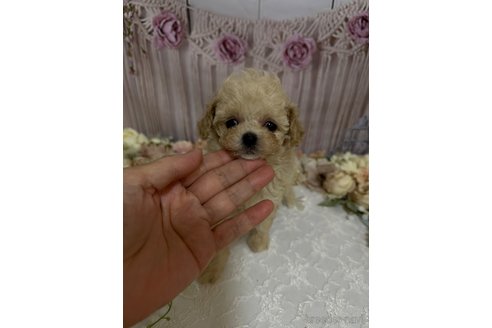 成約済の島根県のティーカッププードル-246890の6枚目