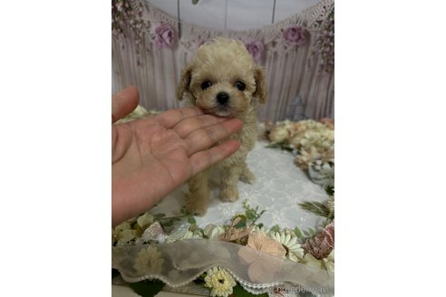 成約済の島根県のティーカッププードル-246890の1枚目