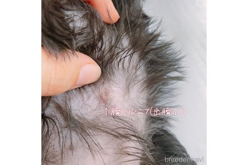 成約済の長崎県のミニチュアシュナウザー-249286の5枚目