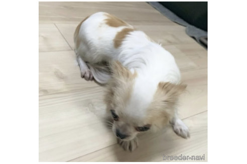 サザエちゃん1枚目