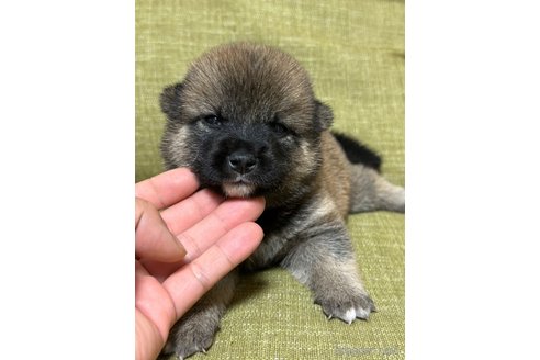 販売中の埼玉県の柴犬-249333の4枚目