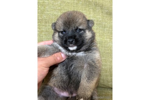 販売中の埼玉県の柴犬-249333の5枚目