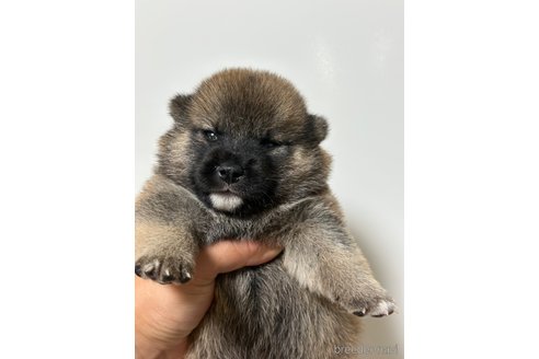 販売中の埼玉県の柴犬-249333の6枚目