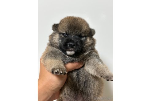 販売中の埼玉県の柴犬-249333の3枚目