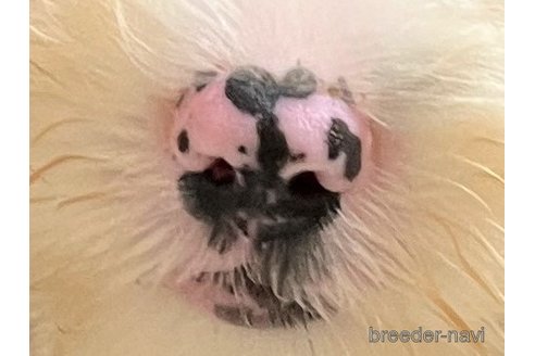 成約済の茨城県のミックス犬-243603の2枚目