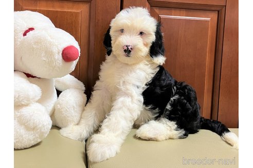 成約済の茨城県のミックス犬-243603の1枚目