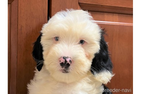 成約済の茨城県のミックス犬-243603の3枚目