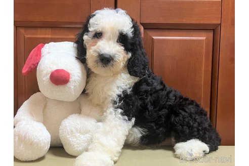 成約済の茨城県のミックス犬-243609の8枚目