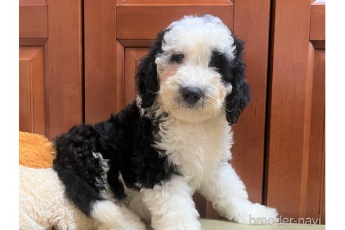 成約済の茨城県のミックス犬-243609の9枚目